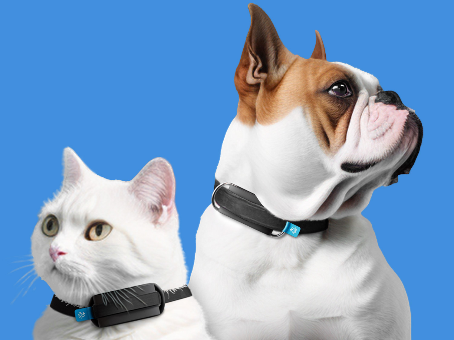 From Heart Health to GPS Tracking: Unveiling The Invoxia Minitailz Smart Pet Tracker At CES 2024